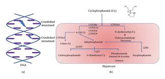 Image result for Cyclophosphamide
