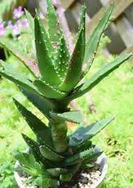 おそろしいほど葉焼けしたアロエを仕立てなおす Kobiのシークレットガーデン 観葉植物 多肉植物の育て方