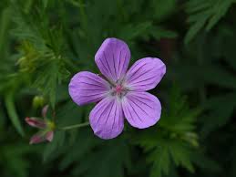 Image result for Geranium vagans