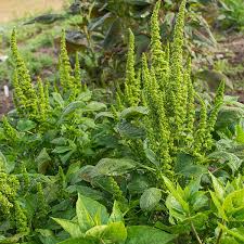 Image result for Amaranthus