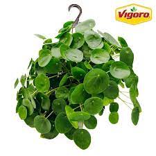 Propagate Chinese money plant: BusinessHAB.com