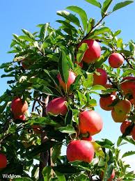  Apple image