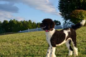 We did not find results for: Above And Beyond Standards Premier Puppies In Nc Bernedoodle Goldendoodle Akc Poodle Sheepadoodle Puppies In Nc