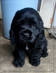 Cocker Spaniel Puppies Puppies Black Cocker Spaniel Black Cocker Spaniel Puppies