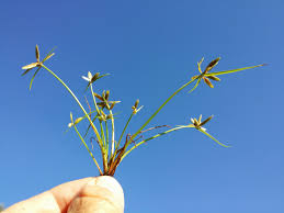 Image result for Pycreus flavescens