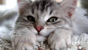 Your cat is throwing up clear liquid because it is vomiting on an empty stomach. To Know The Cause Why Cat Vomiting Clear Liquid Petsepark Com