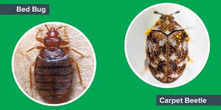 Check places that are exposed when you sleep or covered by loose clothing. A Flea A Bed Bug No It S A Carpet Beetle Western Exterminator Pest Control Services Blog And Pest Control Articles
