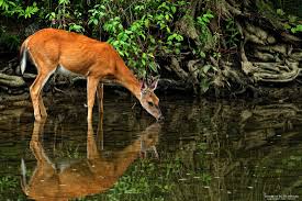 As pants the deer psalm 42a. Jesus Is The Way On Twitter As The Deer Pants For Streams Of Water So My Soul Pants For You My God Psalm 42 1