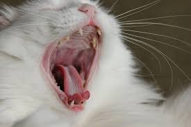 Image result for dogs & cats yawn images