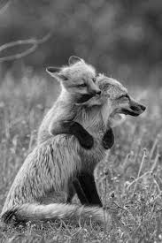 Black And White Animal Photography Bokeh Black And White Photography Animals Black And White Animals Wild Animals Photography