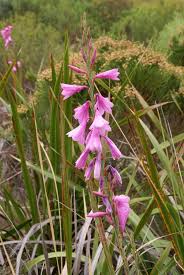 Image result for Watsonia borbonica