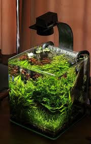 Great Nano Tank For A Betta There S A Tiger Nerite Snail Too Though I Suggest Lids On Betta Tanks They Might Aquarium Decorations Aquarium Design Aquarium