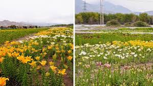 Ladakh highest flower fields