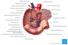 The duodenum, jejunum, and ileum. Anatomy Of The Intestine Anatomy Drawing Diagram