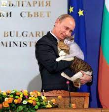 koshki i vse vse vse lyubiteli koshek zhivotnye tovary dlya zhivotnyh