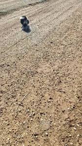 Dillard's westgate mall in amarillo, texas. Diamondback Pest Control 2021