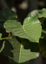 Image result for Ficus tettensis