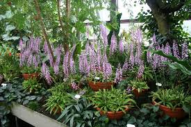 Image result for Stenoglottis