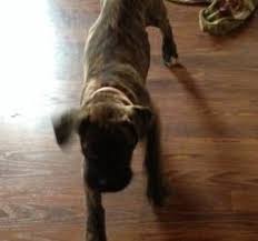 (phx > 1103 e yavapai st, phoenix, az) pic. Craigslist Riverside Pets Craigslist Inland Empire Ca Kingman Az Craigslist Pets White German Shephe Mastiff Puppies For Sale Mastiff Puppies Pitbull Mastiff
