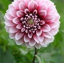 Symbolic Meaning Of The Dahlia Flower Synonym Dahlia Flower Tropical Wedding Flowers Flowers