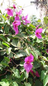 Image result for Dalechampia capensis