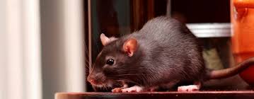 Rat and mouse droppings are detectable with black lights. Rat Control Fast Removal Jg Pest Control