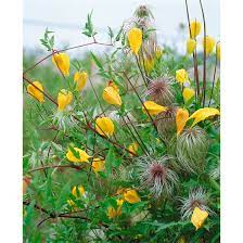 Also known as 'tibetana' and 'orientalis', great for insects too! Clematis Tangutica Pflanzen Fur Dich De 5 95