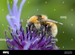 Image result for Bombus distinguendus