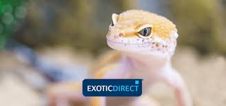 Sexing leopard geckos | gecko daddy. What Are Good Lizard Names Male Female Famous And Fictional Exoticdirect