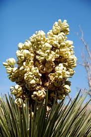 The joshua tree (yucca brevifolia) bestows the architectural majesty and character of the american southwest. 150 Forage Edible And Aromatic Plants And Other Wild Foodstuff In L A Ideas Aromatic Plant Foraging Plants