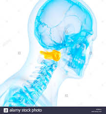 Der atlaswirbel ist der erste halswirbel. Menschliche Atlas Wirbel Abbildung Stockfotografie Alamy
