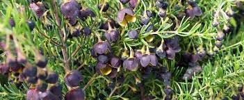 Boronia Species Brown Boronia Boronia Megastigma