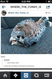 I Believe That S An American Kestrel One Of The Smallest Falcon Species But This Is Funny Regardless Of Cute Animals Cute Funny Animals Funny Animal Pictures