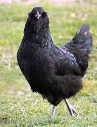 Deer run farm's line of ameraucana chickens are bred to the standard of perfection with an emphasis on egg size, color and production. Black Ameraucana Chicks For Sale Cackle Hatchery Chickens Backyard Breeds Chicken Breeds Chickens Backyard