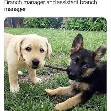 Branch Manager And Assistant Branch Manager Funny Dog Memes Dog Memes Funny Dog Faces