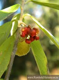 Image result for Kiggelaria africana