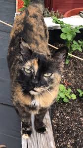 Check spelling or type a new query. Roundup Killed My Cat Two Crazy Cat Ladies