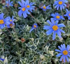 Image result for Felicia grantii