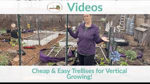 It is believed that consuming goji berries increases the production of nitric oxide, which signals a molecule that helps the blood vessels relax and dilate. Video How To Make Cheap Easy Trellises For Growing Food Vertically From Seed To Spoon Vegetable Garden Planner Mobile App