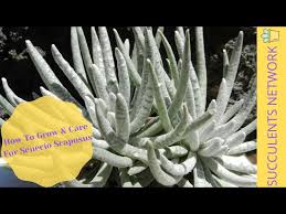 Image result for Senecio forbesii