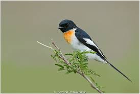 Image result for Erythrococca atrovirens