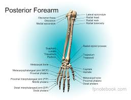 Human bones bright colors neon style skeleton set vector. Arm Anatomy