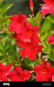 Image result for dipladenie amonea