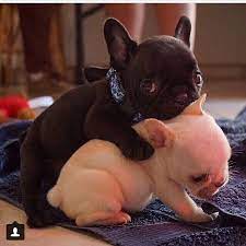 cuddles estos hemoxos perritos me encantan babytiere supersusser welpe susse tiere