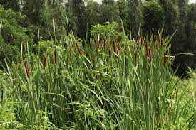 Image result for Typha capensis