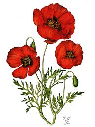I disagree (more) 12 vinyl (black & clear moonphase) $61.95. Best Tattoo Ideas For Men Tattoo Ideas In 2021 Poppy Flower Drawing Poppy Flower Tattoo Poppy Drawing