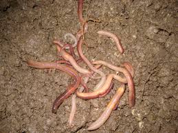 More images for picture of earthworm » Greater Local Earthworm Diversity In Temperate Regions Than In The Tropics Newsroom Mcgill University