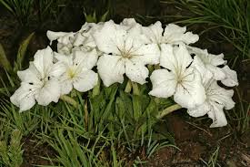 Image result for Cycnium tubulosum