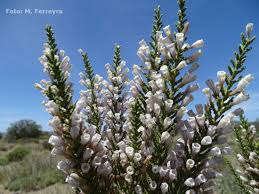 Image result for Fabiana imbricata