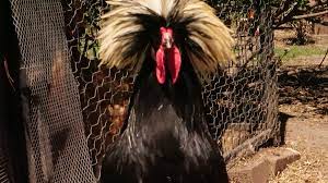 Roosters crow as a warning to the hens and some do it just for fun. Bird Sanctuary Raises Concerns About Proposed Rooster Limits